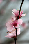 桃花特写