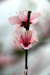 桃花特写