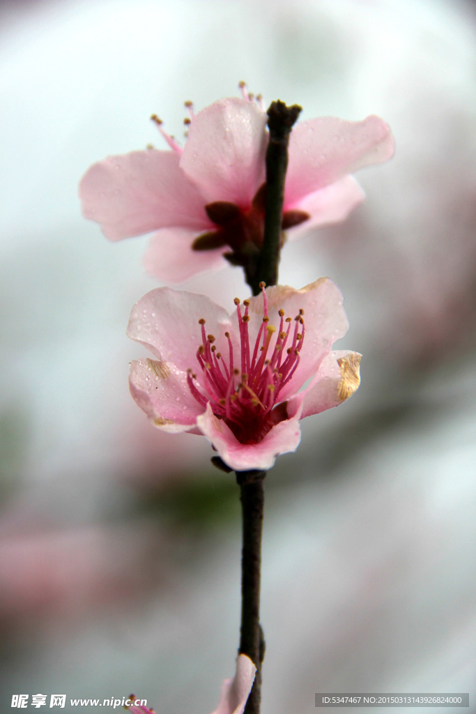 桃花特写