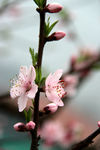 桃花特写