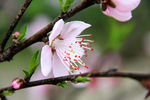 桃花特写