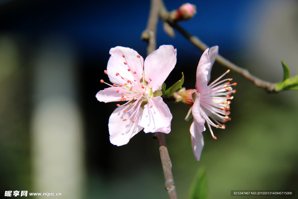 桃花特写