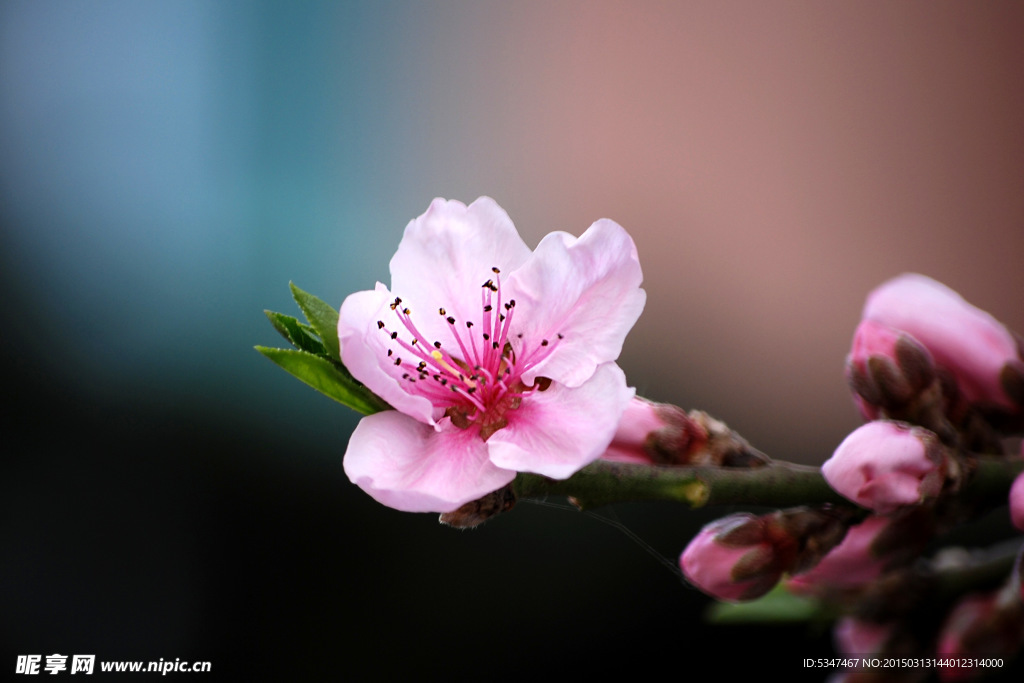 桃花特写