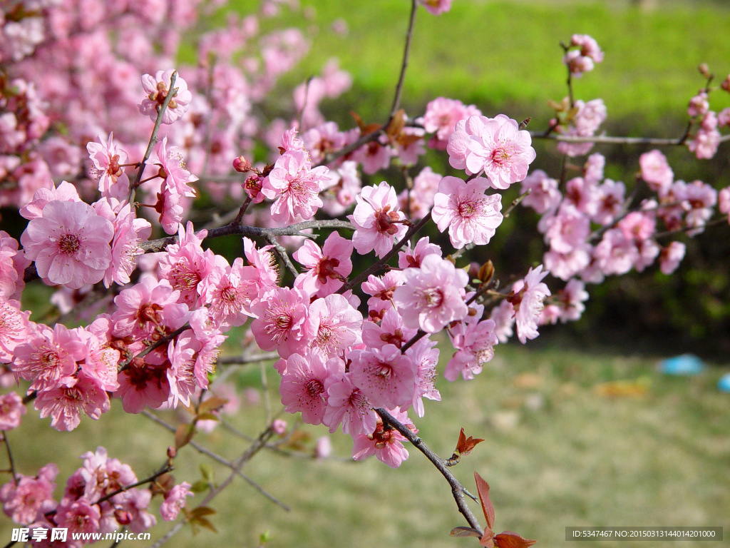 桃花特写