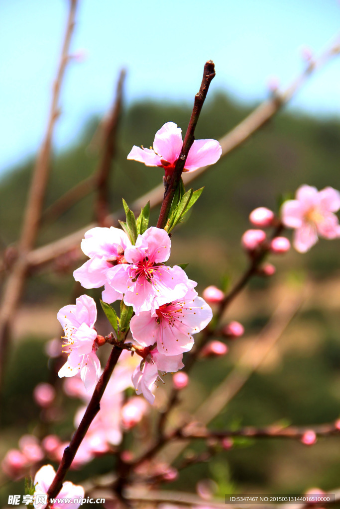 桃花特写