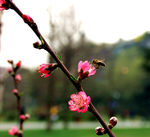 桃花特写
