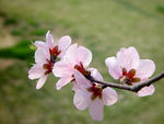 桃花特写