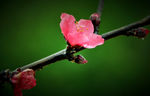 桃花 桃花特写 枝头桃花