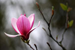 玉兰花 紫色玉兰