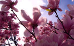 玉兰花 紫色玉兰