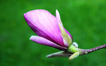 玉兰花 紫色玉兰