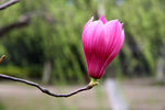 玉兰花 紫色玉兰