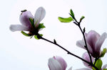 玉兰花 紫色玉兰