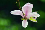 玉兰花 紫色玉兰