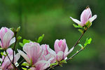 玉兰花 紫色玉兰
