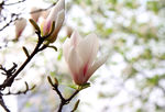 玉兰花 紫色玉兰