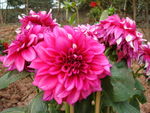 苕菊