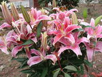 百合花