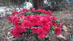 杜鹃花