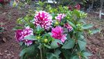 苕菊