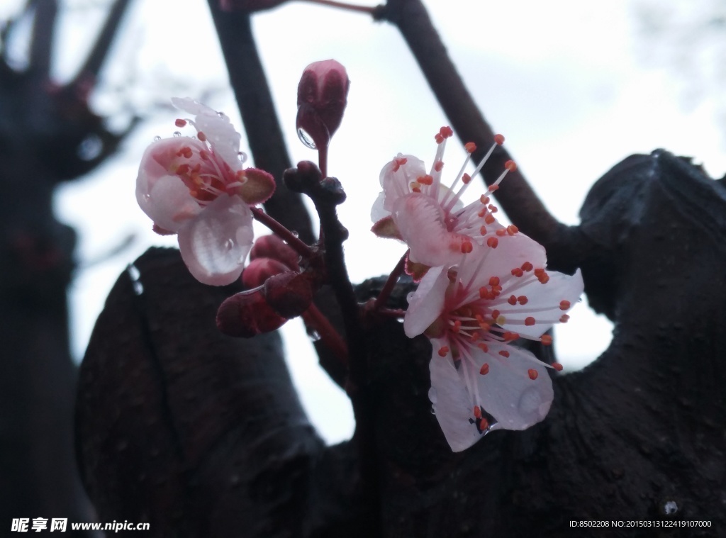 春暖梨花开