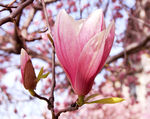 玉兰花