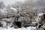 雪景