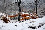 雪景