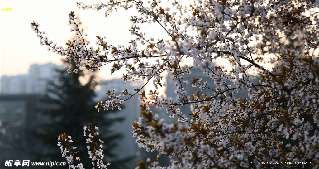 花下夕阳