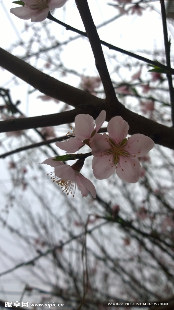 暮春桃花
