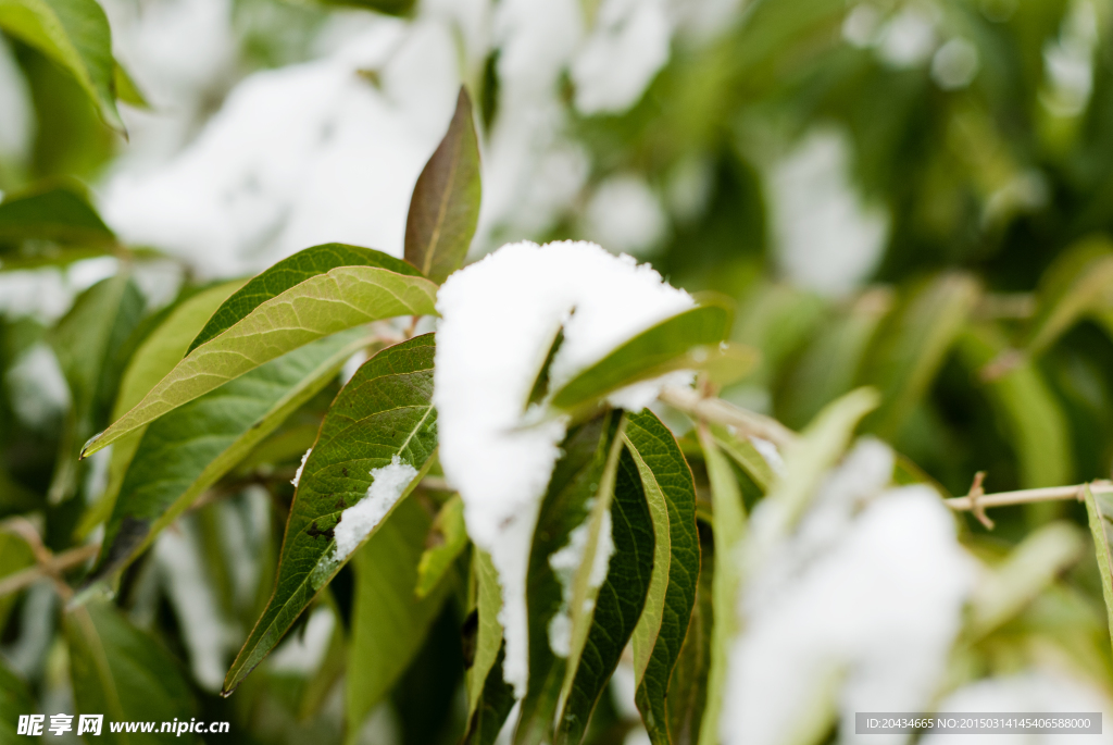 树叶上的雪