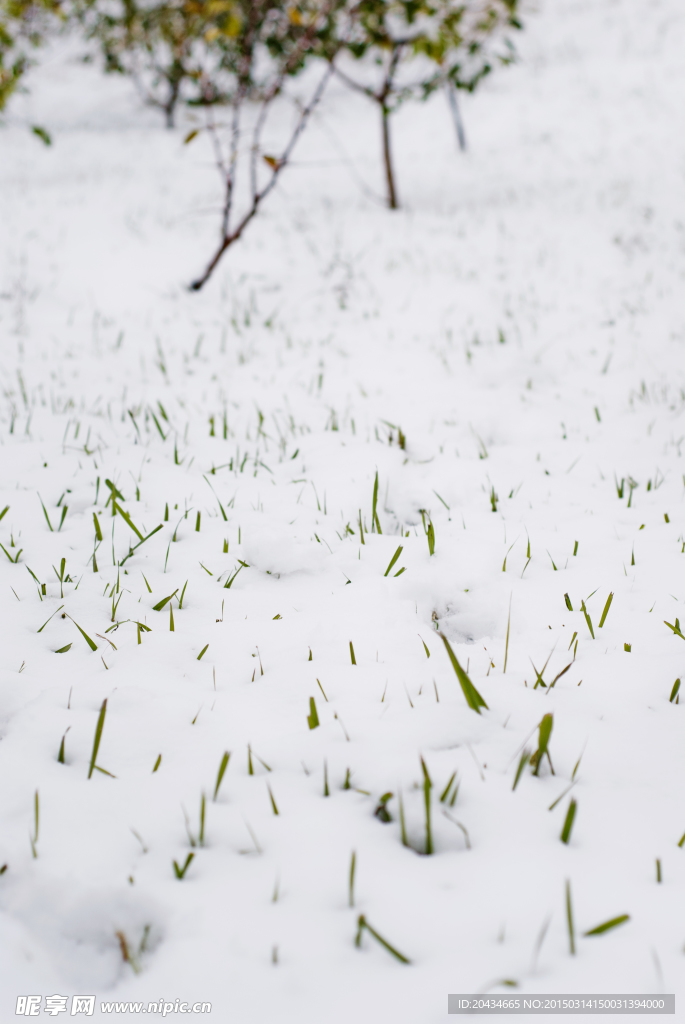 雪中的小草