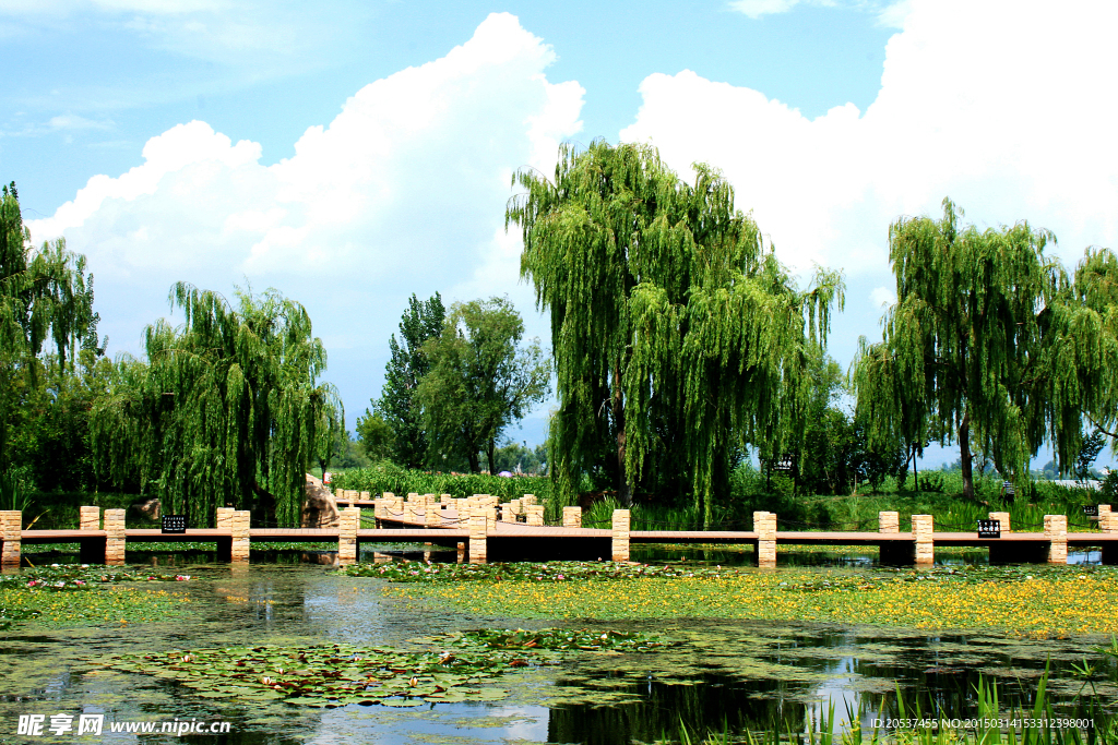 湖边垂柳美景图