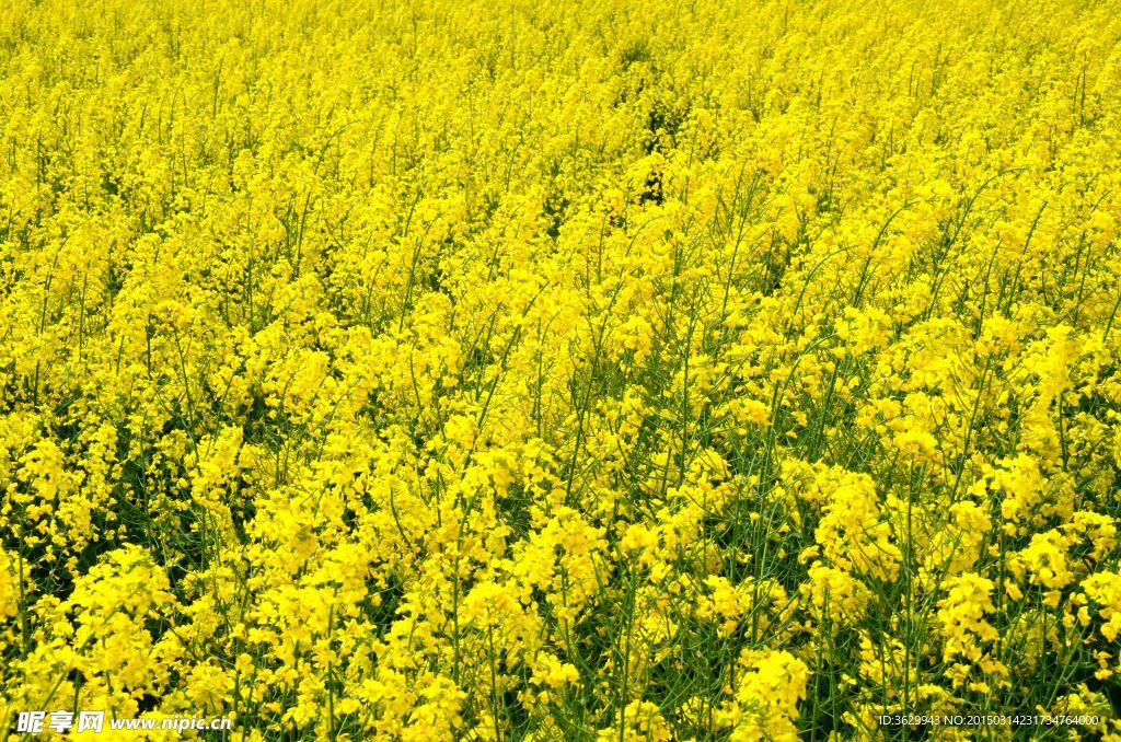 油菜花
