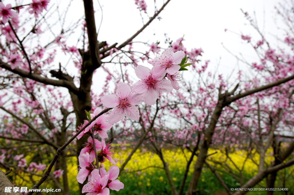 桃花