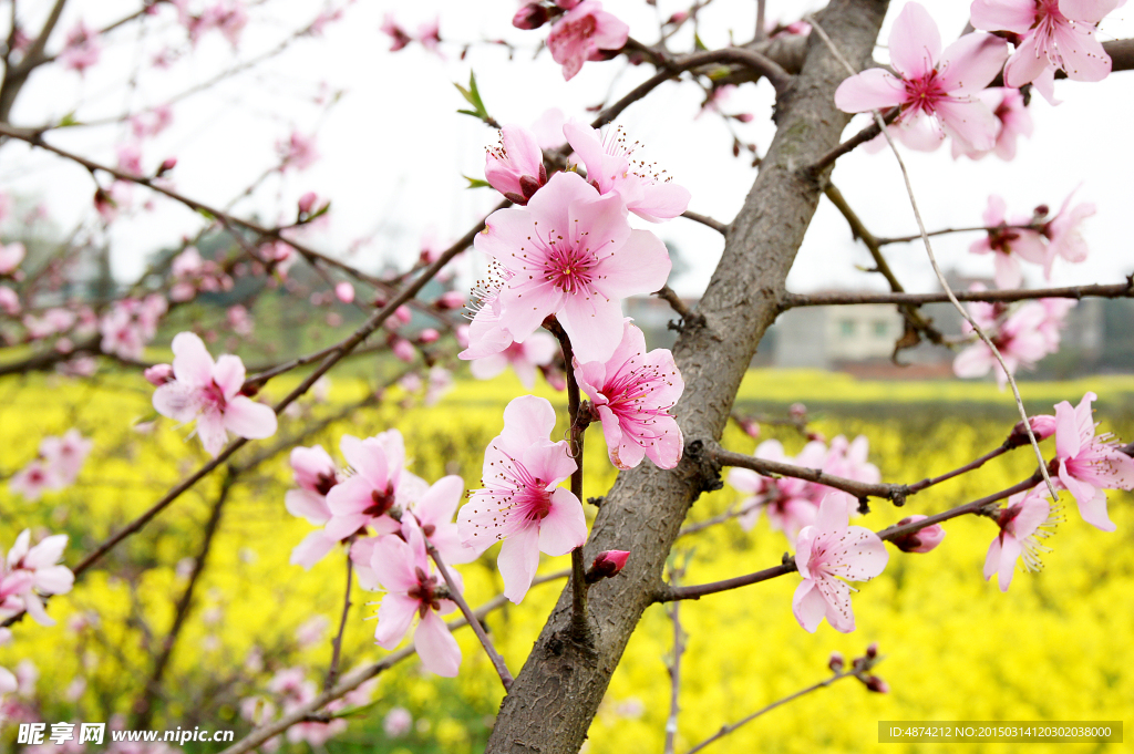 桃花