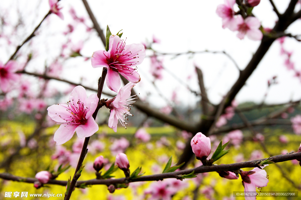 桃花