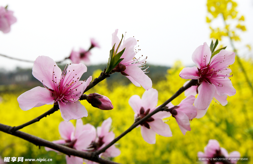 桃花