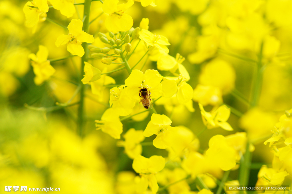 蜜蜂