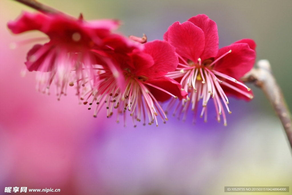 桃花
