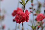 梅花
