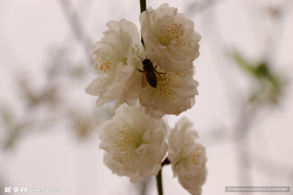 梅花