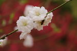 白色梅花