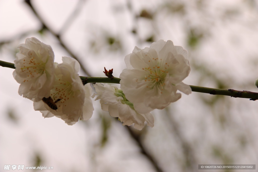 梅花蜜蜂