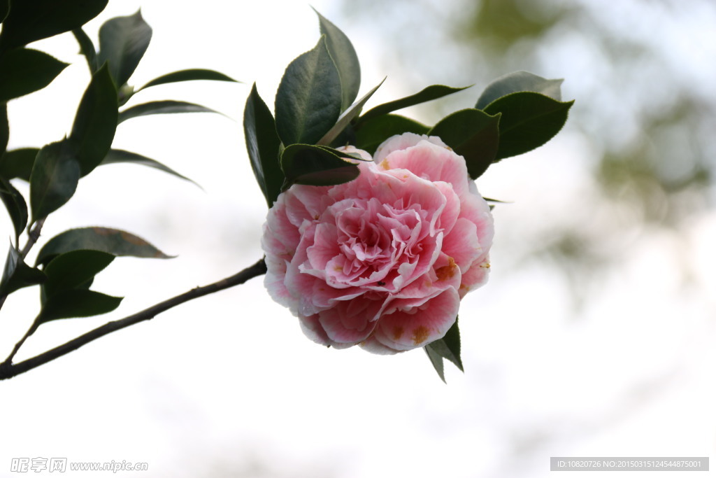 粉色茶花