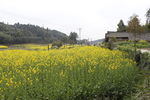 油菜花