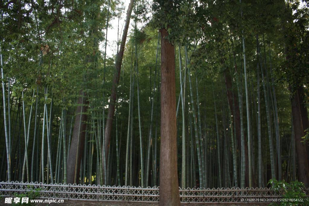 孟宗竹林