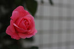 粉玫瑰摄影特写图