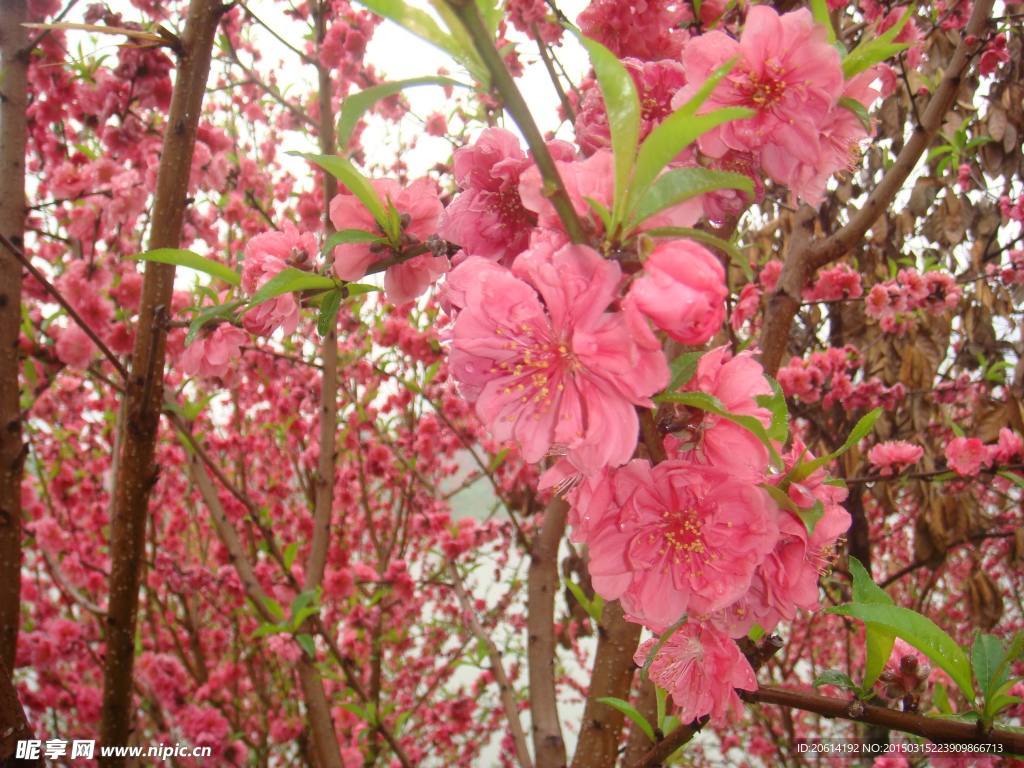 桃花
