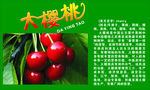 大樱桃